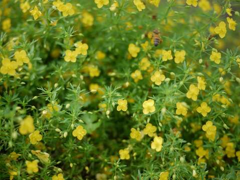 黃澄澄的「飄香草」是園區內最容易發現到蜜蜂穿梭其中的植物。