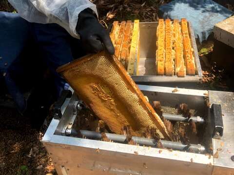 A beekeeper at work