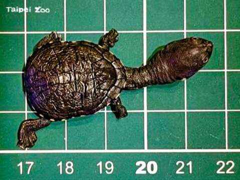 剛出生的蛇頸龜寶寶重量只有3g，背甲長為2.5cm，加上長長的頭頸部體長也只有5cm，相當小巧可愛