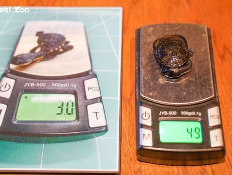 保育員嘗試了多種食物與餵食方法後，總算找到蛇頸龜寶寶目前能順利入口的食物，透過形質測量也能顯示出牠們正持續成長中