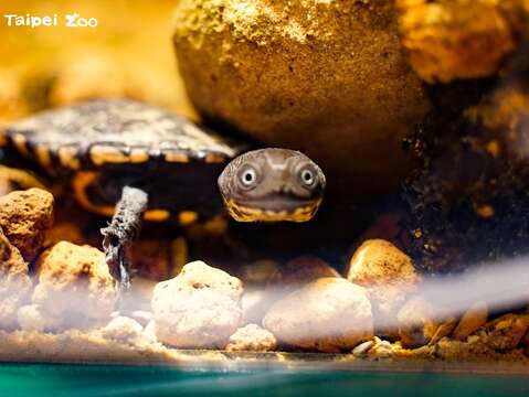 膽小的蛇頸龜寶寶有時甚至會被食物嚇到、不敢進食