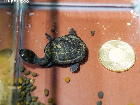 羅地島蛇頸龜為水龜，長時間在水裡活動（50元硬幣是置於照養缸下方）