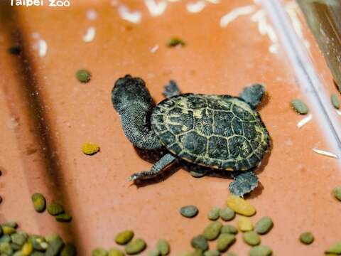 羅地島蛇頸龜被IUCN國際自然保育聯盟紅皮書列為CR(極度瀕危)等級