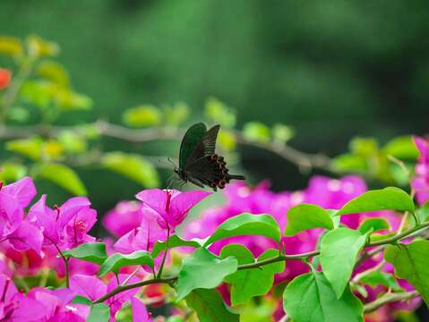 金瑞治水園區 生態良好 有許多蝴蝶