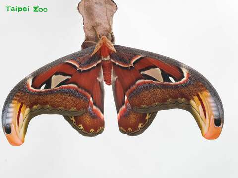 타이베이시립 동물원 곤충관에서 산누에나방 발자취 찾기