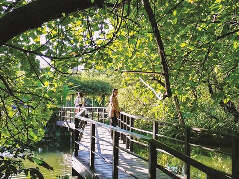 Strolling the wooden boardwalk in Taipei Botanical Garden, you can enjoy the cool shade beneath the lush trees. (Photo/Yenping Yang)