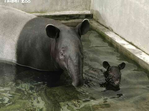 「貘花豆」跟著媽媽在室內水池練泳技