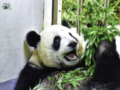 パンダの「円宝」が竹の葉を食べ始めました