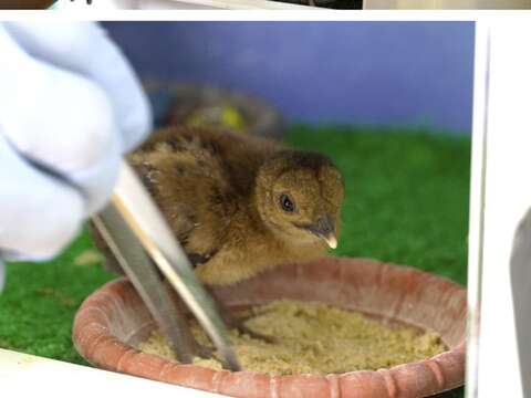 人工哺育的大紅鶴寶寶要用針筒模擬親鳥餵奶，巴拉望孔雀寶寶則是要用鑷子示範啄食