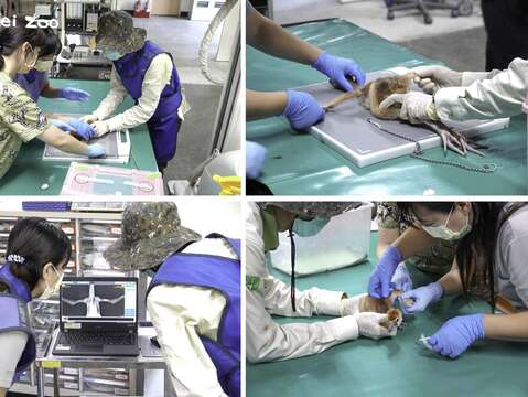黑頸冠鶴寶寶翅膀受傷，保育員和獸醫師穿上防護衣陪牠拍X光照片、打針和固定傷處