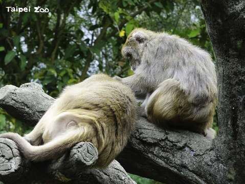 臺灣獼猴們互相理毛的社交行為，也是吸引民眾目光的焦點，經常有遊客因為興奮，一不留神手機、太陽眼鏡或各種隨身物品就不小心掉進水池裡