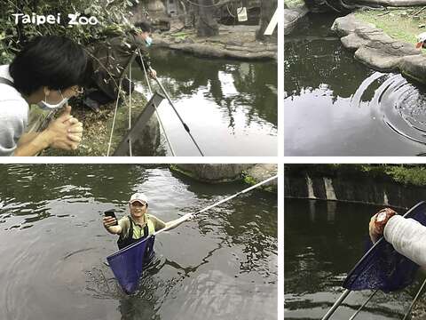 遊客的手機不慎掉落臺灣獼猴島水池，保育員幫忙下水打撈