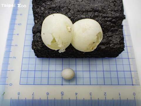 「大壁虎」的卵比一般常見壁虎的卵大很多