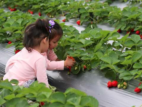 白石湖草莓