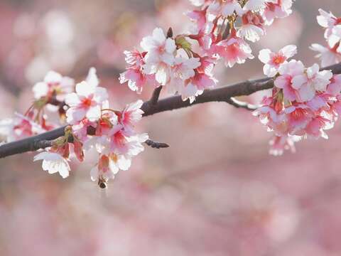 Lohas Cherry Blossom Festival 2022