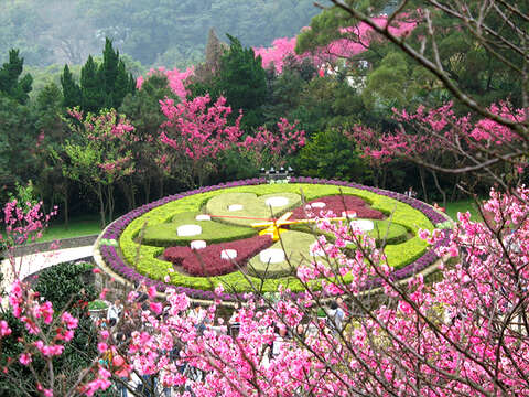 YangMingShan Flower Festival 2022