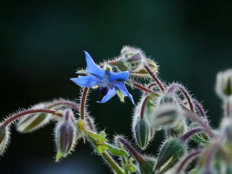 「琉璃苣」花如星型，花冠藍紫色，是優良的園藝植栽。