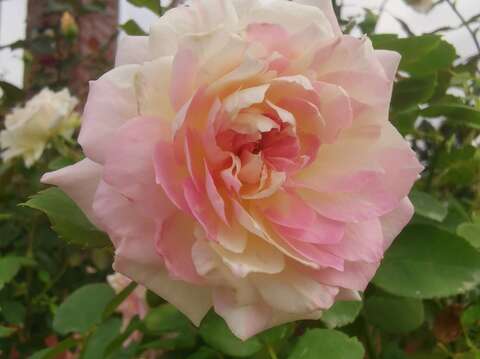「夢幻曲」由知名育種家木村卓功所培育，寓意為這種玫瑰充滿奇蹟，引人進入舒服夢境。