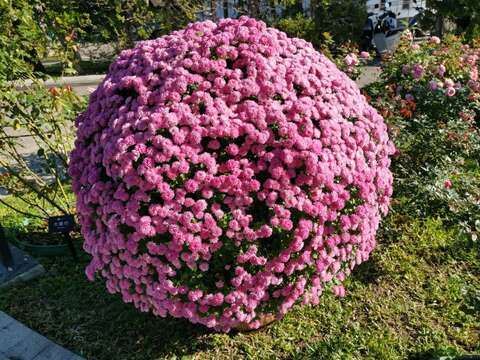臺北玫瑰園擺置的「菊花球」是今年菊展中的必看「嬌點」。