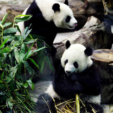 台北動物園四季観光ポイントイベント