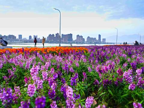 สวนริมน้ำเหยียนผิง (YANPING RIVERSIDE PARK) ดอกไม้ทะเลแห่งเมืองไทเปได้เริ่มขึ้นแล้ว
