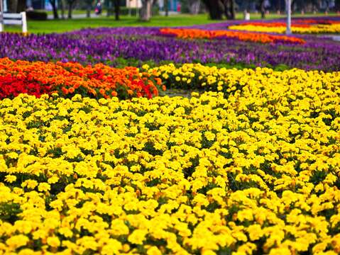 타이베이시 옌핑허빈공원 꽃밭의 화려한 등장