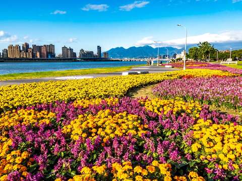 延平河濱公園大稻埕碼頭附近，7萬多花繽紛盛開