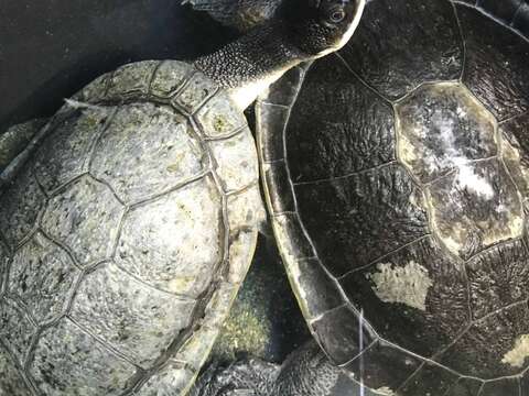羅地島蛇頸龜是印尼羅地島特有的一個側頸龜物種，長長的脖子只能側著彎曲縮入殼內是他們最明顯的特徵（黃建宸攝）