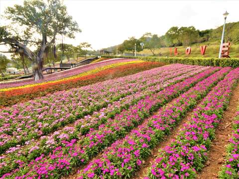 三層崎公園 紫色の花畑がロマンチックに満開