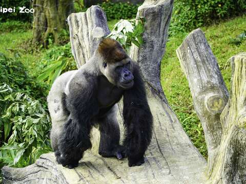 金剛猩猩家族的當家男性「D’jecco」在巡視完整個活動場後，也接著到新棲架上巡視一番
