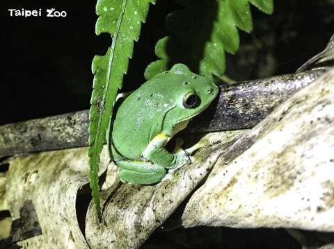 當東北季風帶來降雨和冷空氣時，臺北樹蛙皮膚的顏色也隨著環境從鮮綠轉變為墨綠（黃育文攝）