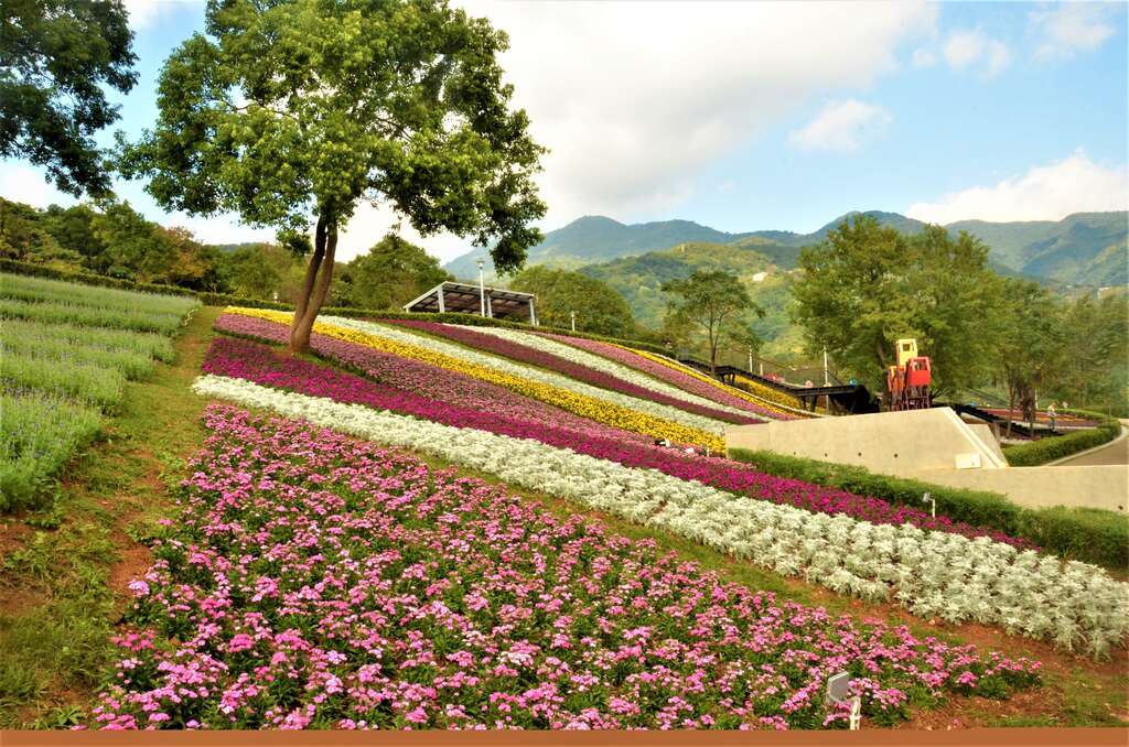 산청치 공원 보라색 꽃밭 로맨틱오픈