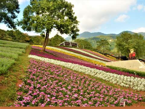 산청치 공원 보라색 꽃밭 로맨틱 오픈