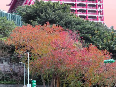 中山北路四段圆山大饭店前的红叶植物是乌桕