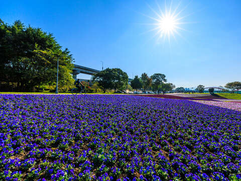「古亭花海」32万鉢の花が満開