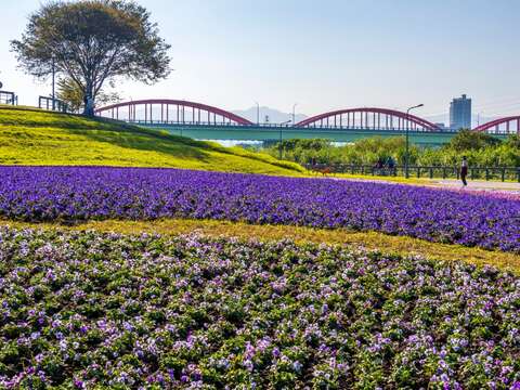 夢幻紫爆花海與鮮紅的永福水管橋，形成臺北河岸專屬的唯美景致