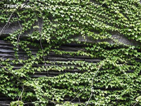 爬牆虎為建築外牆綠美化常見植栽（李俊緯攝）