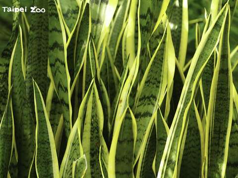 虎尾蘭虎是校園居家常見植栽，廣義的虎尾蘭包含至少50個品種（李俊緯攝）