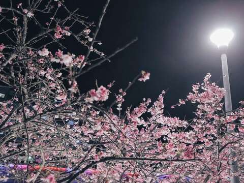2022 LOHAS夜桜祭り