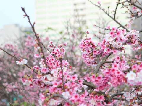 2022 LOHAS夜桜祭り