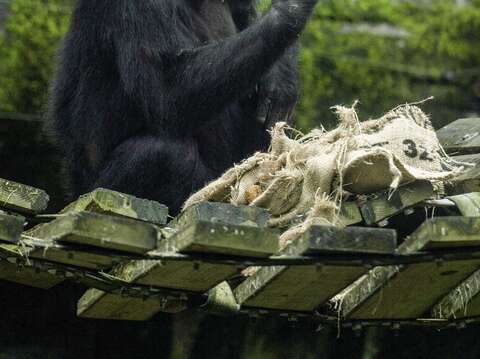 保育員特別為黑猩猩們獻上40個「新春小福袋」，這也是牠們行為豐富化的玩具喔！
