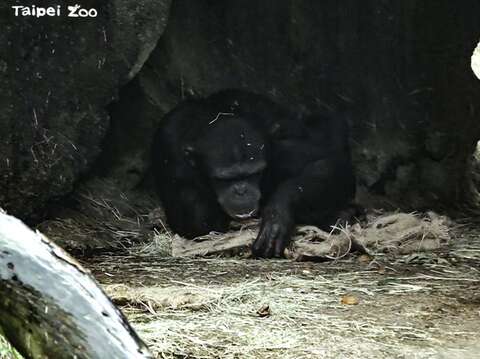 黑猩猩把布袋蒐集起來，鋪成一個小床