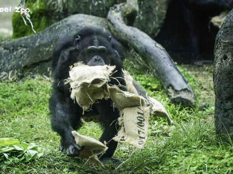 黑猩猩左手抓兩袋、右手拿三袋，嘴裡也咬兩袋