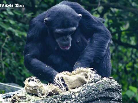 聰明的黑猩猩還會先摸一摸福袋外面，確定那袋裡面有比較硬的無花果、核桃，他們才要打開來吃