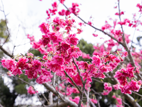 正在盛開的八重櫻，因花瓣密集重疊而得名