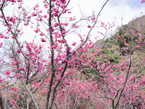 陽明山花季櫻花