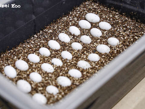 七彩變色龍的卵在氣候溫暖食物相對豐富的環境中才孵化，來確保子代能有更佳的機會存活