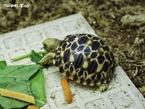緬甸星龜在熱帶雨林室內館(穿山甲館)也看的到喔！