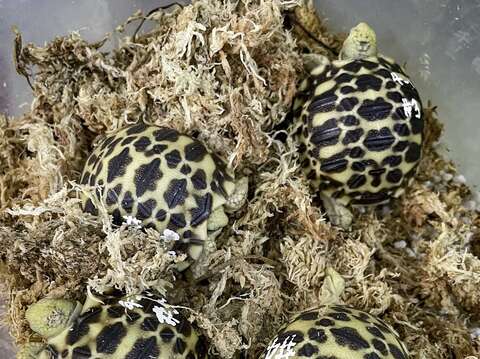 保育員模擬野外環境條件，將緬甸星龜的卵放入低溫環境進行刺激，就能提高緬甸星龜的孵化率（黃建宸攝）