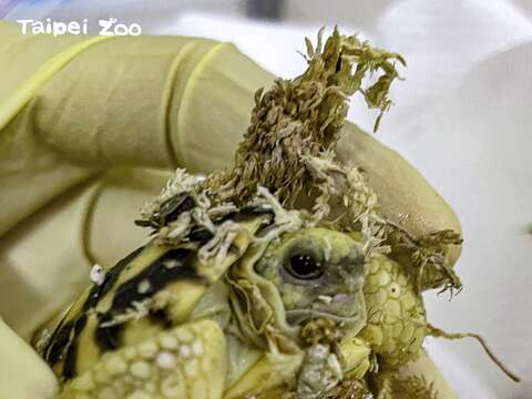 緬甸星龜為了避免10月雨季末期就產下的卵，在氣候轉涼且食物相對稀少的乾冷季節裡孵化，牠們因此演化出受精卵會「滯育」的生殖策略（黃建宸攝）